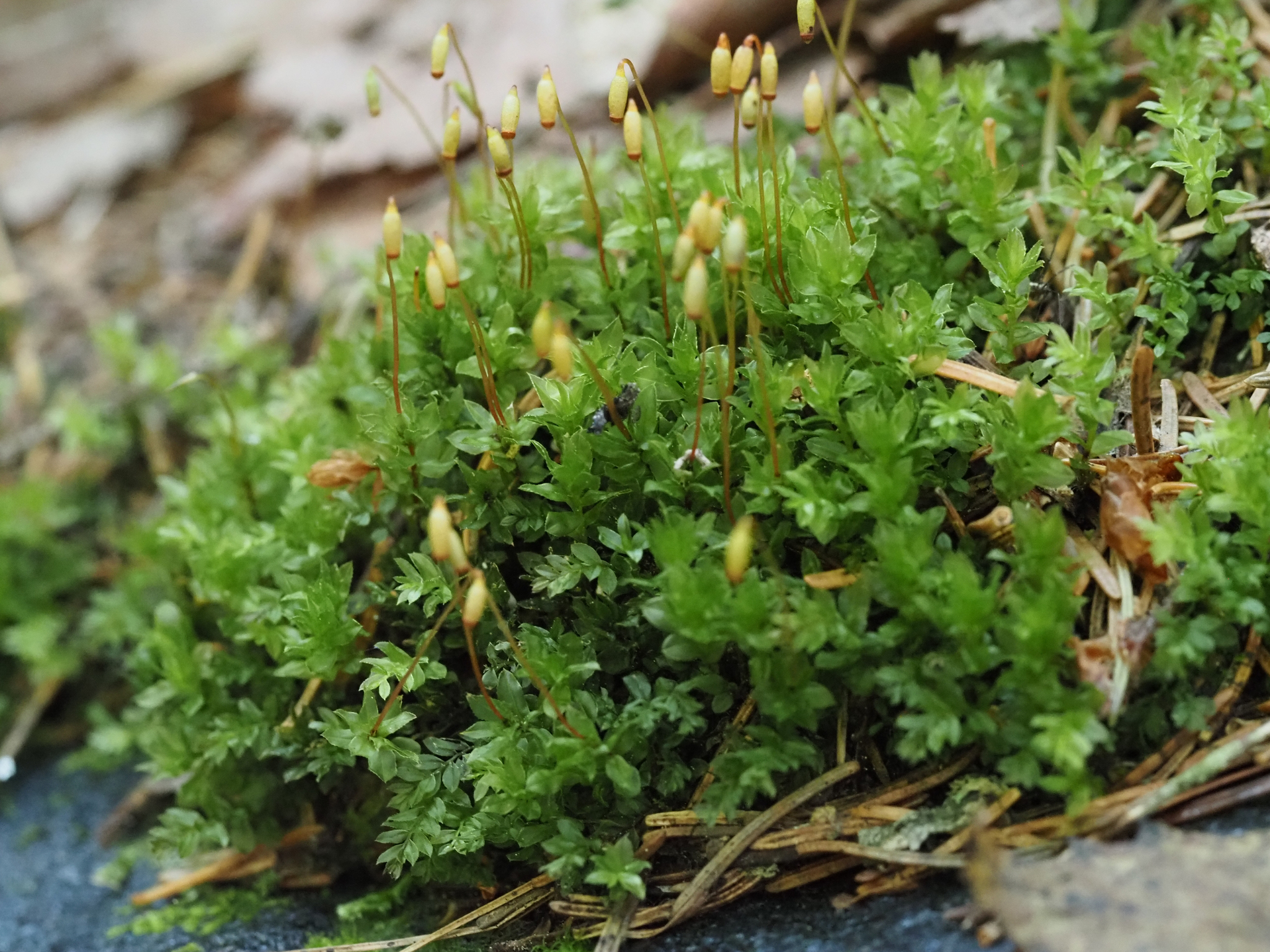 Mnium spinulosum