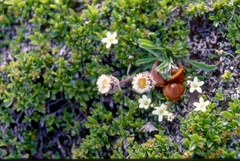 Erigeron uniflorus