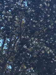 Eucryphia cordifolia