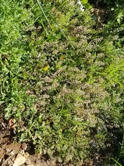 Lepidium lasiocarpum