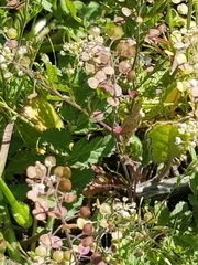 Lepidium lasiocarpum