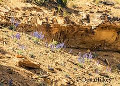 Penstemon mucronatus