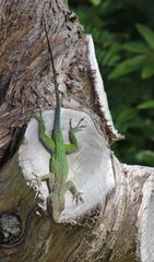 Anolis leachii