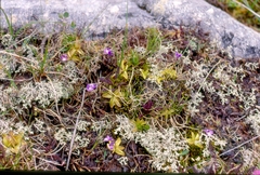Pinguicula leptoceras