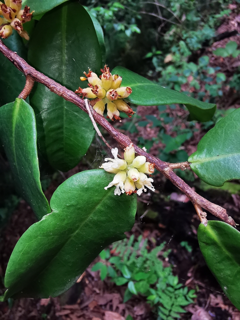 Tapura mexicana