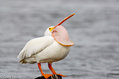 American White Pelican photo 5