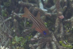 Ostorhinchus compressus