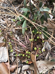 Euphorbia ipecacuanhae