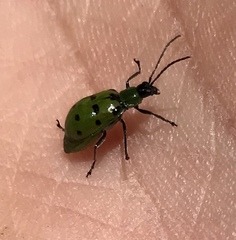 Diabrotica decempunctata