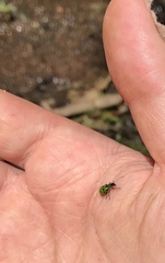 Diabrotica decempunctata