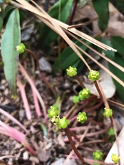 Euphorbia ipecacuanhae