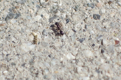 Monomorium ergatogyna