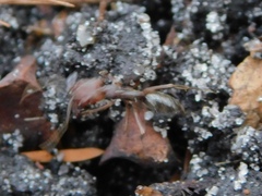 Odontomachus ruginodis