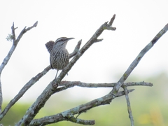 Campylorhynchus yucatanicus