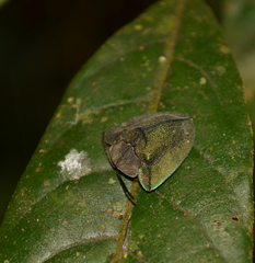 Dorynota kiesenwetteri