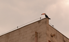 Ramphastos toco