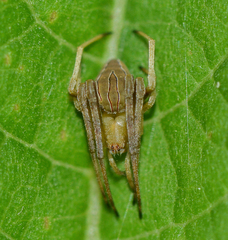 Acacesia hamata