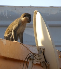 Chlorocebus aethiops