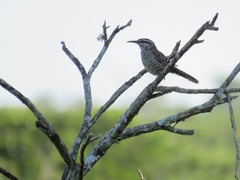 Campylorhynchus yucatanicus