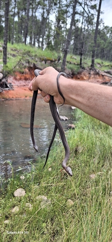 Photo of a Southern Durango Spotted Garter Snake (Thamnophis nigronuchalis)