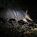 West Amazonian Long-nosed Armadillo - Photo (c) Rob Jansen, some rights reserved (CC BY-NC), uploaded by Rob Jansen