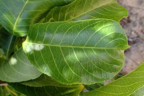 Image of Excoecaria bussei by no rights reserved