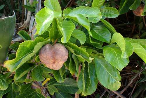 Image of Excoecaria bussei by no rights reserved
