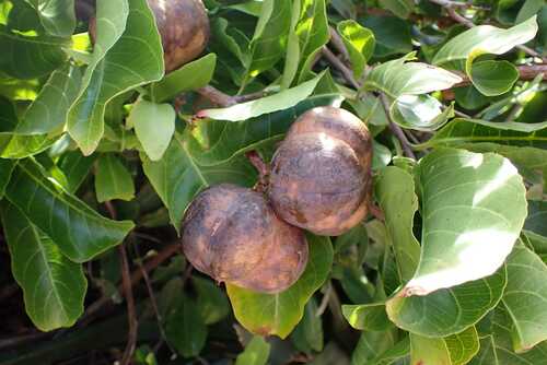 pepperseedtree (Excoecaria bussei)
