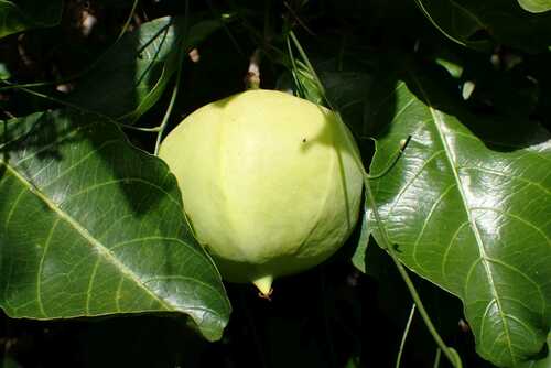 Image of Excoecaria bussei by no rights reserved