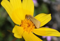 Xanthothrix ranunculi