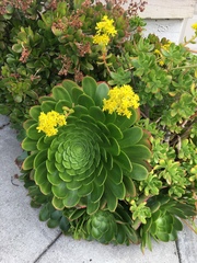 Aeonium canariense