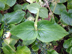 Valeriana lapathifolia