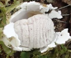 Coelostomidia