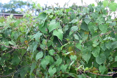 Ipomoea grandifolia