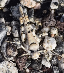 Cibolacris parviceps