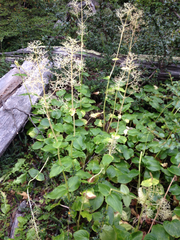 Valeriana lapathifolia