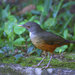 Rufous-bellied Thrush - Photo (c) Dario Sanches, some rights reserved (CC BY-SA)