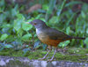 Rufous-bellied Thrush - Photo (c) Dario Sanches, some rights reserved (CC BY-SA)