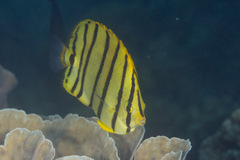 Chaetodon octofasciatus