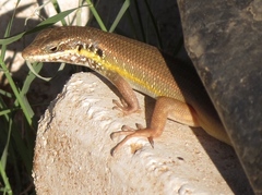 Trachylepis quinquetaeniata