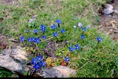 Gentiana brachyphylla brachyphylla