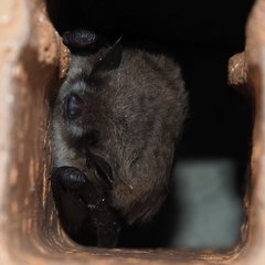 Myotis dasycneme