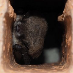 Myotis dasycneme