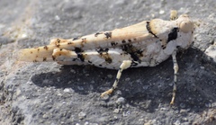 Cibolacris parviceps