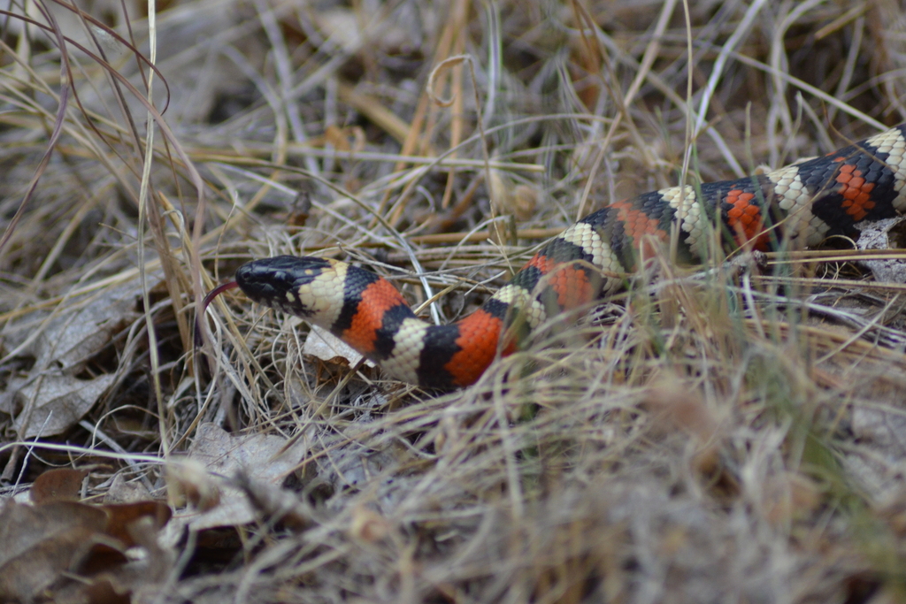 California Mountain Kingsnake In July 2018 By Zane Walker INaturalist   Large 