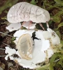 Coelostomidia