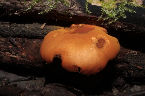 Gymnopilus