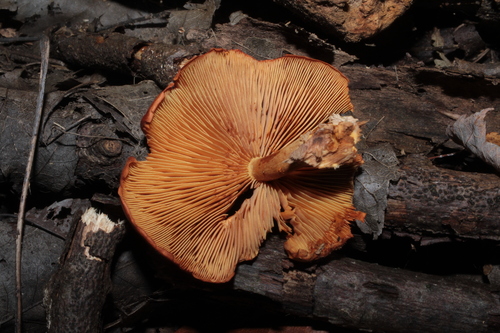 Gymnopilus (Photo 2 of 2)