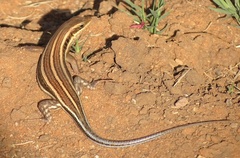 Trachylepis quinquetaeniata