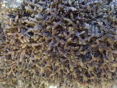 Frullania pentapleura